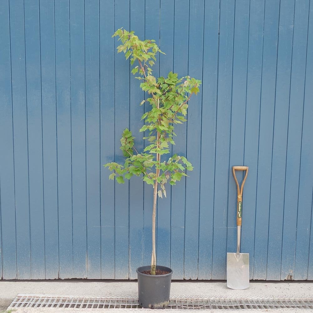 Acer rubrum 'Fairview Flame' tree