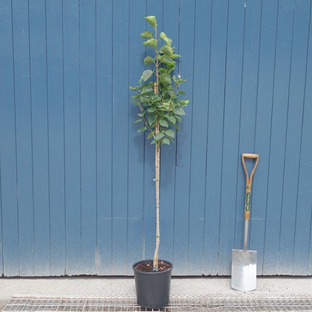 Syringa vulgaris 'Belle de Nancy' tree