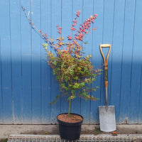 Acer palmatum 'Shin-deshojo' Maple in pot