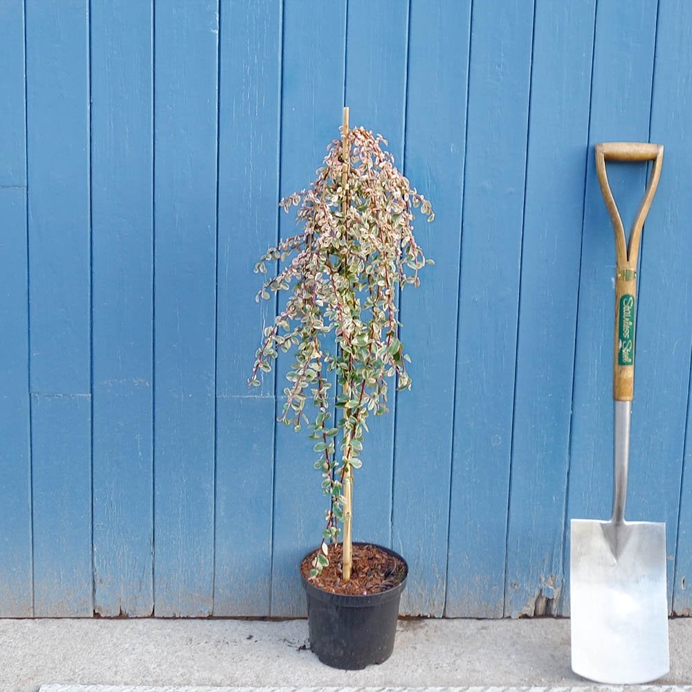 Cotoneaster 'Juliette' tree