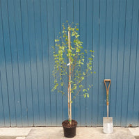 Betula utilis jacquemontii 'Doorenbos' Himalayan Birch tree in pot