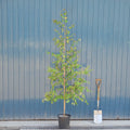 Betula utilis jacquemontii 'Doorenbos' Birch tree in pot