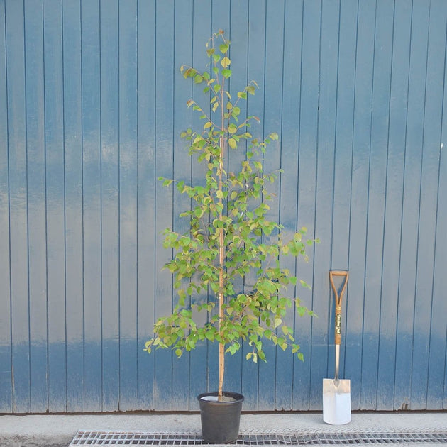 Betula utilis jacquemontii 'Doorenbos' Birch tree in pot