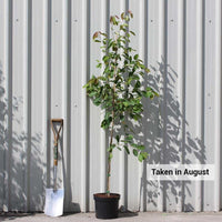 Amelanchier lamarckii Tree