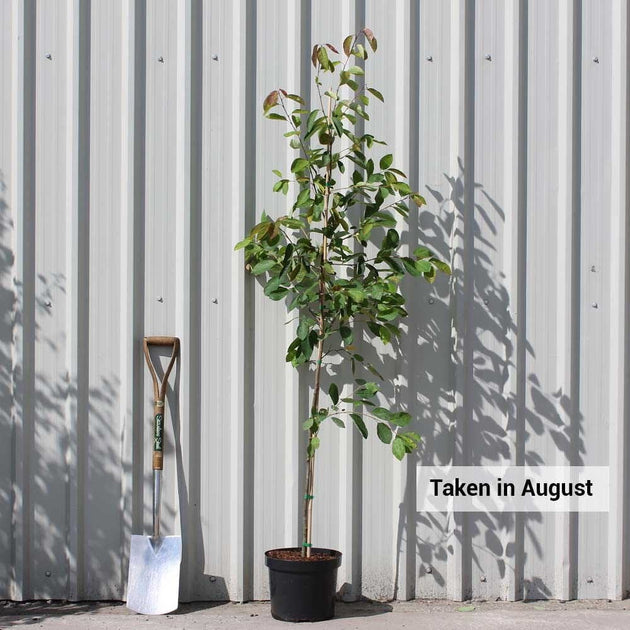 Amelanchier lamarckii single stem tree