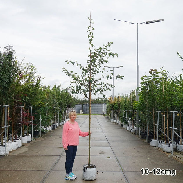 Amelanchier lamarckii mature tree in container