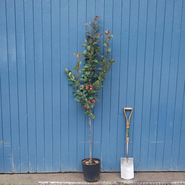 Malus × purpurea 'Neville Copeman' tree