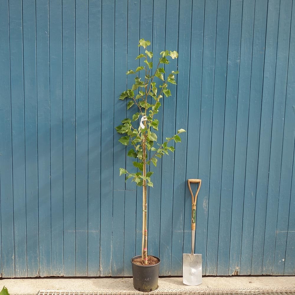 Tilia cordata 'Greenspire' tree in pot