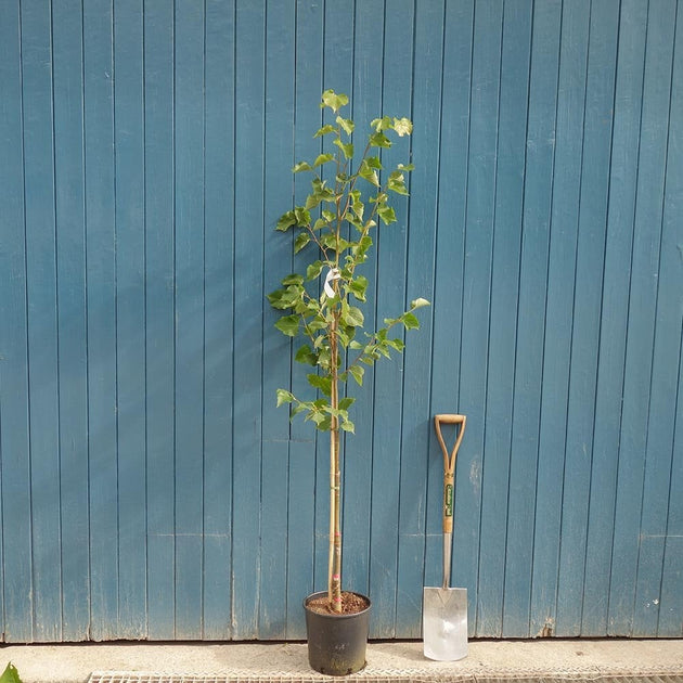 Tilia cordata 'Greenspire' tree in pot