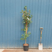 Arbutus unedo feathered Strawberry tree in pot