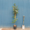 Arbutus unedo feathered Strawberry tree in pot