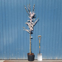 Prunus cerasifera 'Princess' Tree