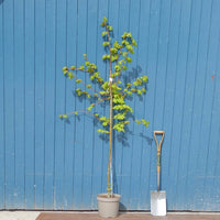 Tilia cordata 'Winter Orange' tree in pot