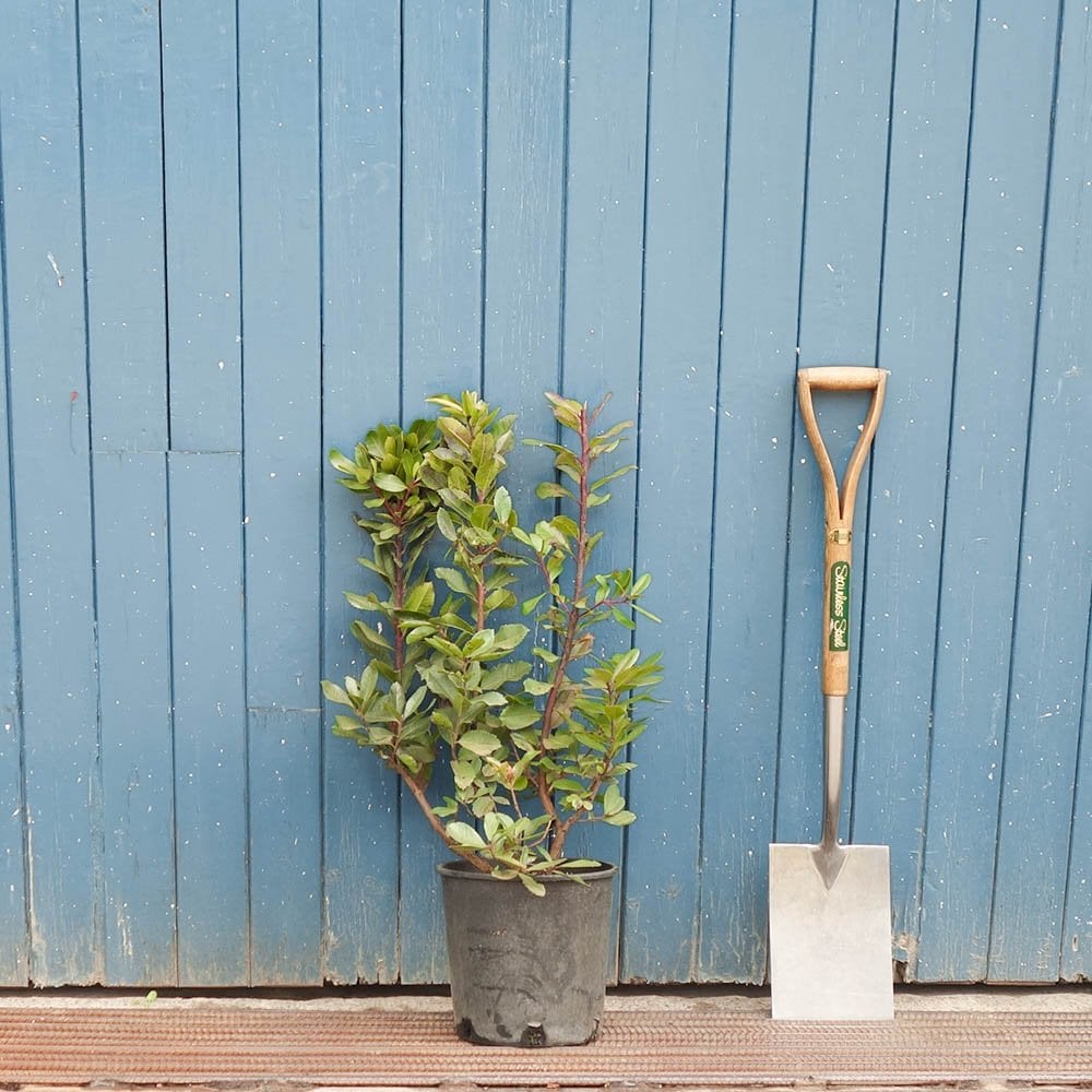 Arbutus unedo bush in pot