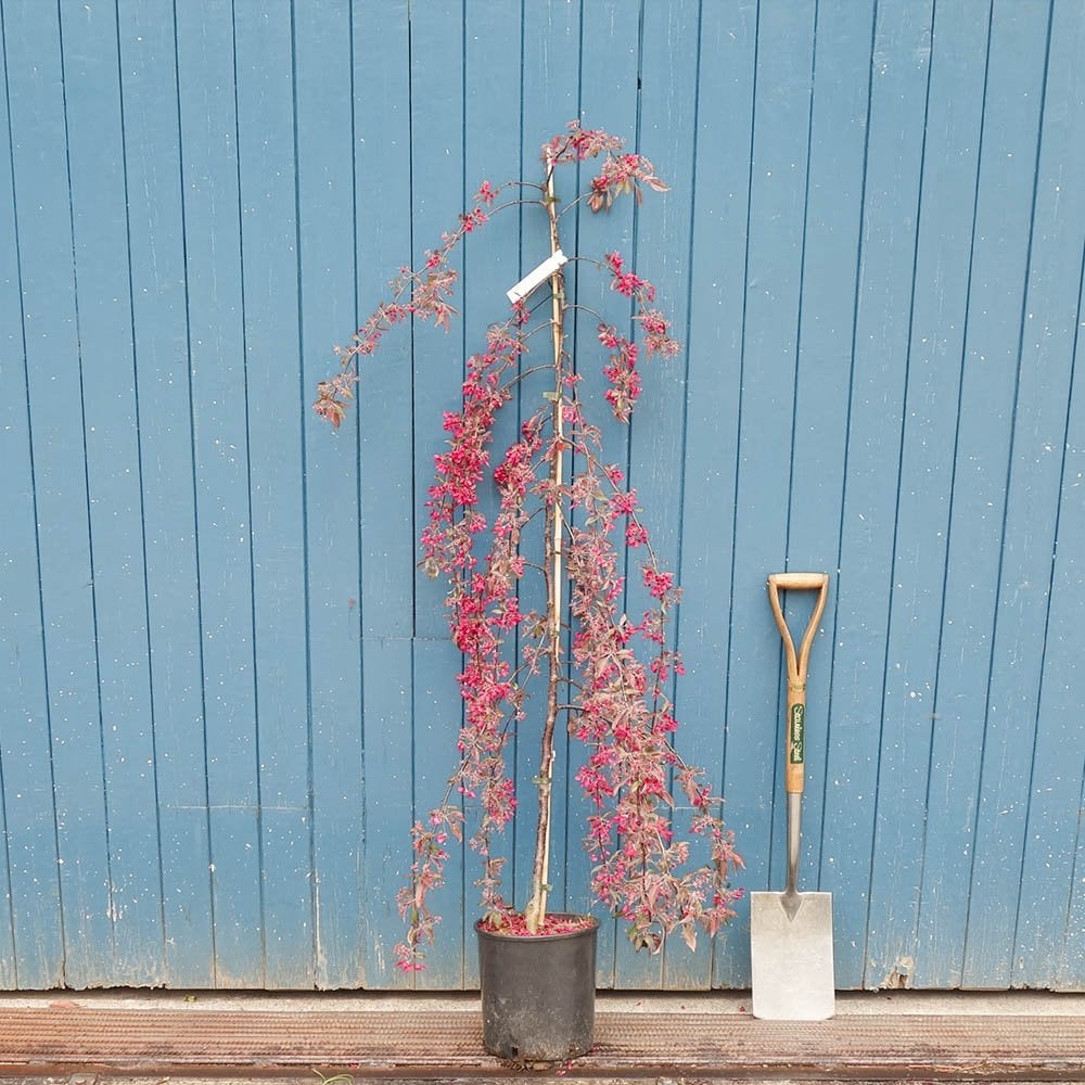 Malus × purpurea 'Crimson Cascade' Tree