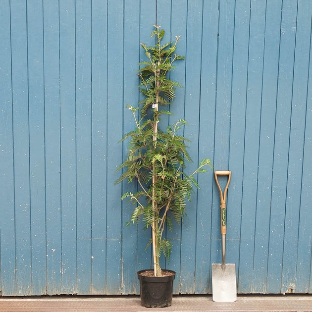 Sorbus scalaris Tree