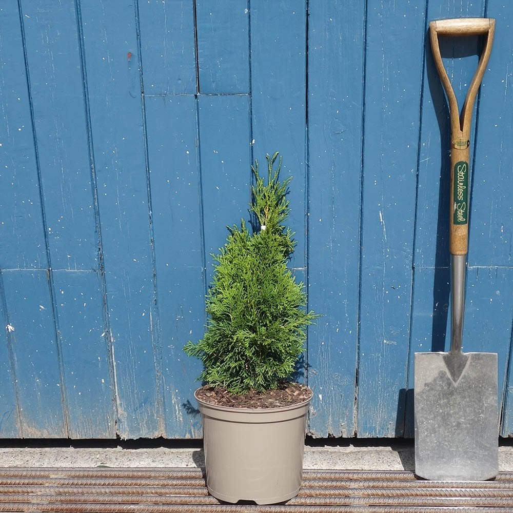 Thuja occidentalis 'Smaragd' tree