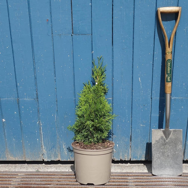 Thuja occidentalis 'Smaragd' tree