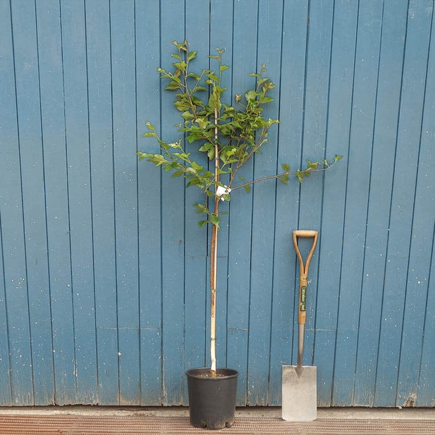 Betula utilis 'Whiteness' tree