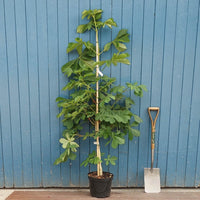 Aesculus hippocastanum in pot