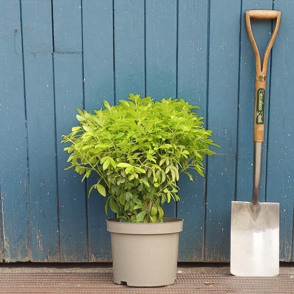 Choisya ternata 'Sundance' shrub in grey pot