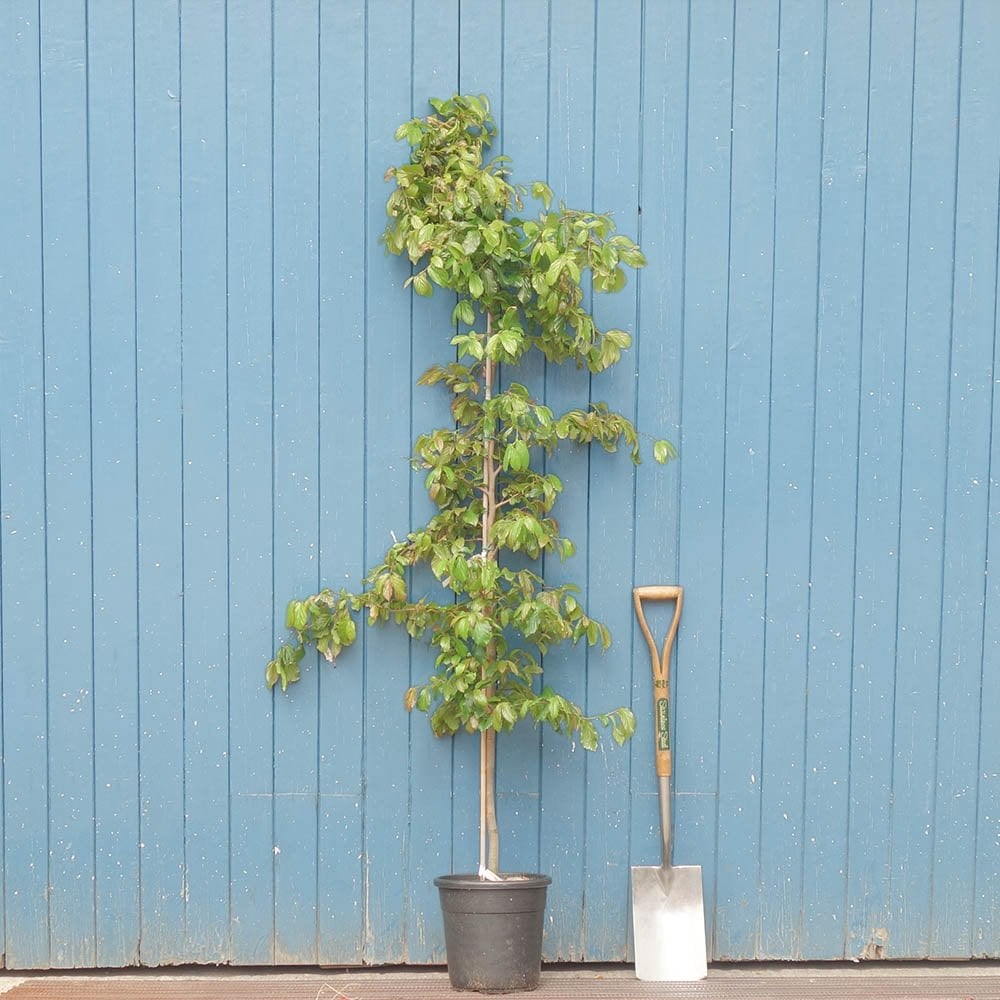 Parrotia persica 'Bella' Tree