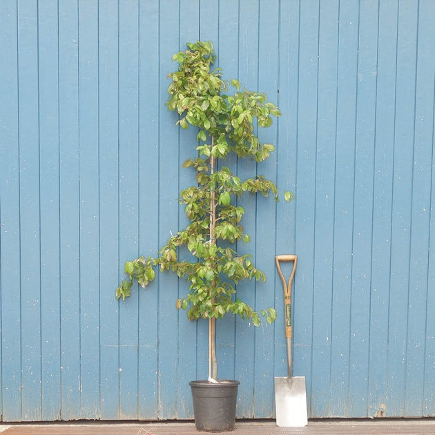 Parrotia persica 'Bella' Tree