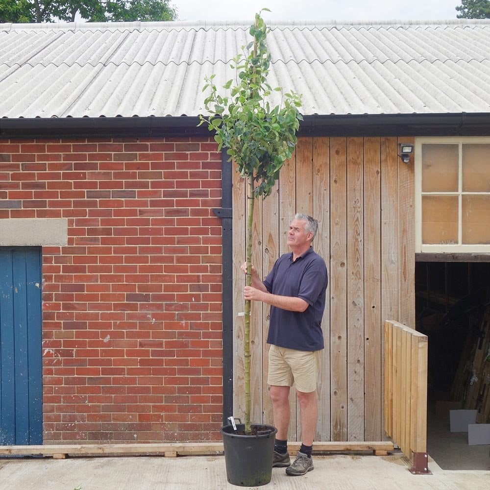 Cox's Orange Pippin Apple Tree