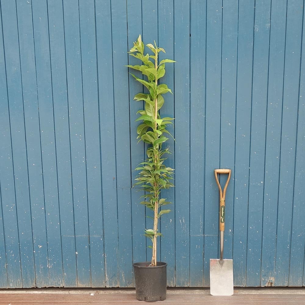 Prunus 'Amanogawa' cherry tree in pot