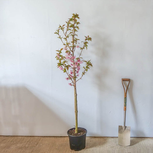 Prunus 'Beni-yutaka' Tree