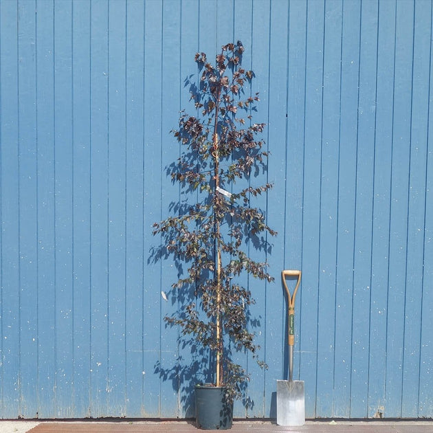 Betula pendula 'Royal Frost' tree