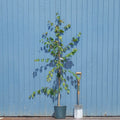 Betula utilis jacquemontii 'Grayswood Ghost' tree