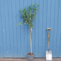 Syringa 'Dark Purple' Lilac tree in pot