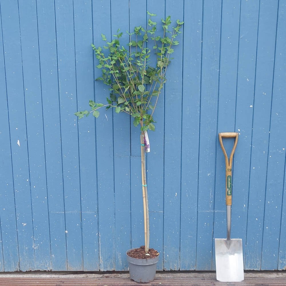 Syringa 'Dark Purple' Tree