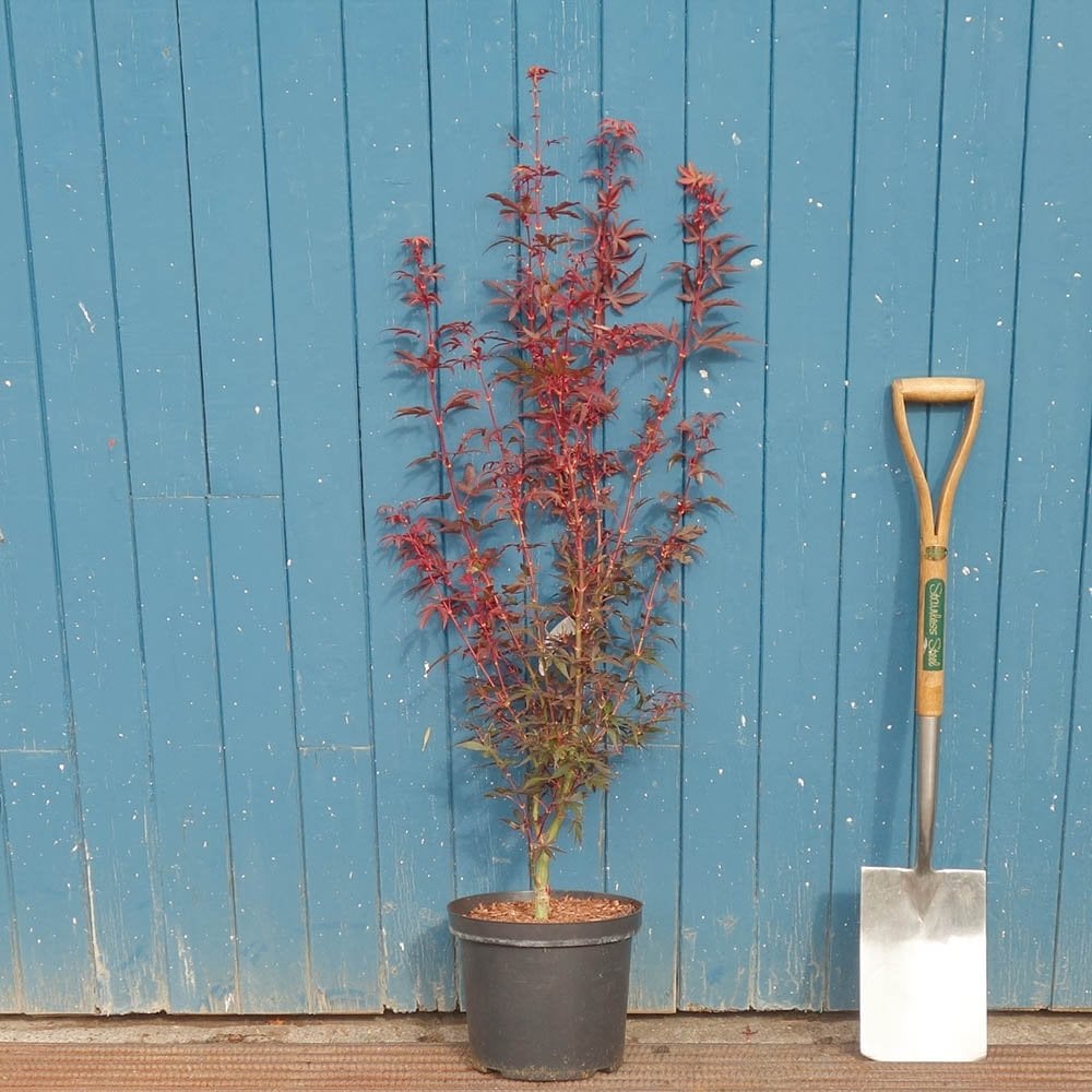 Acer palmatum 'Skeeter's Broom' tree