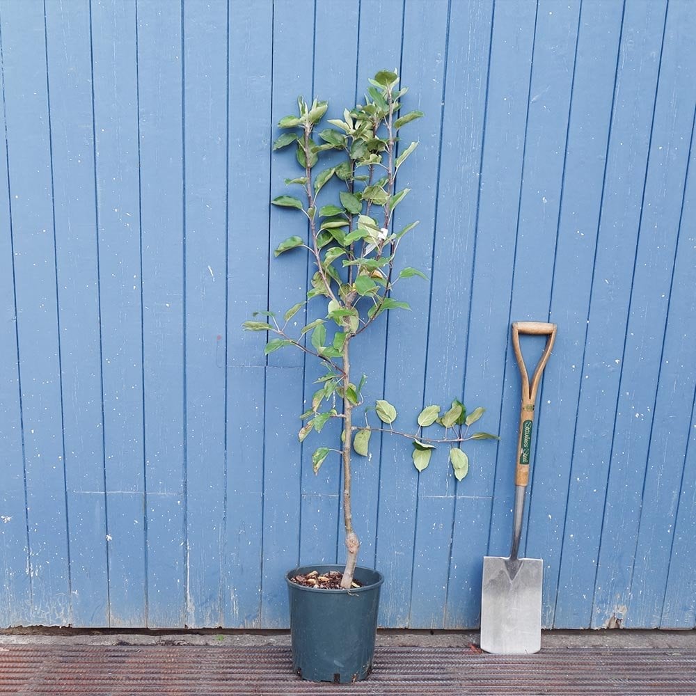 Chivers Delight apple tree in pot