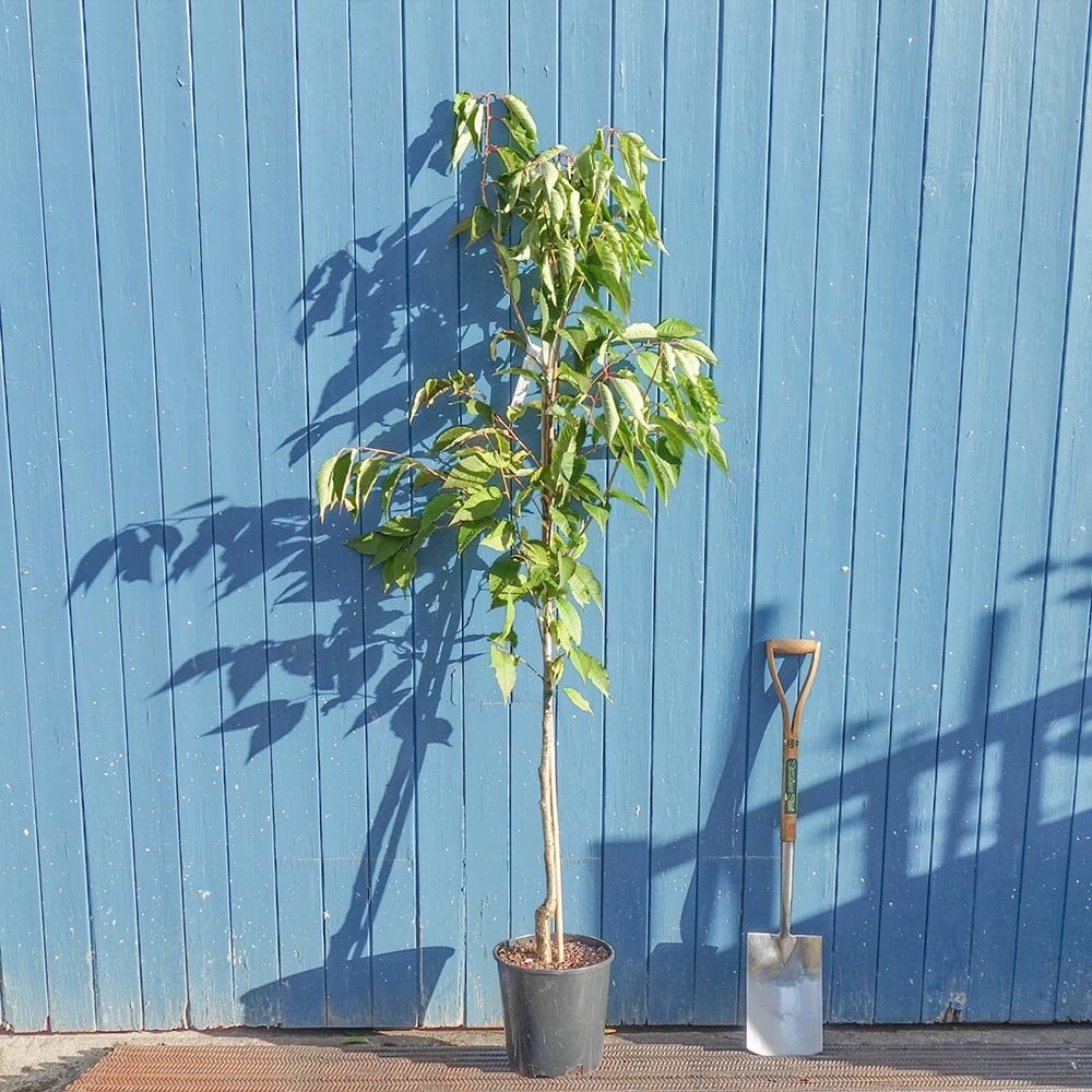 Prunus 'Sunset Boulevard' tree