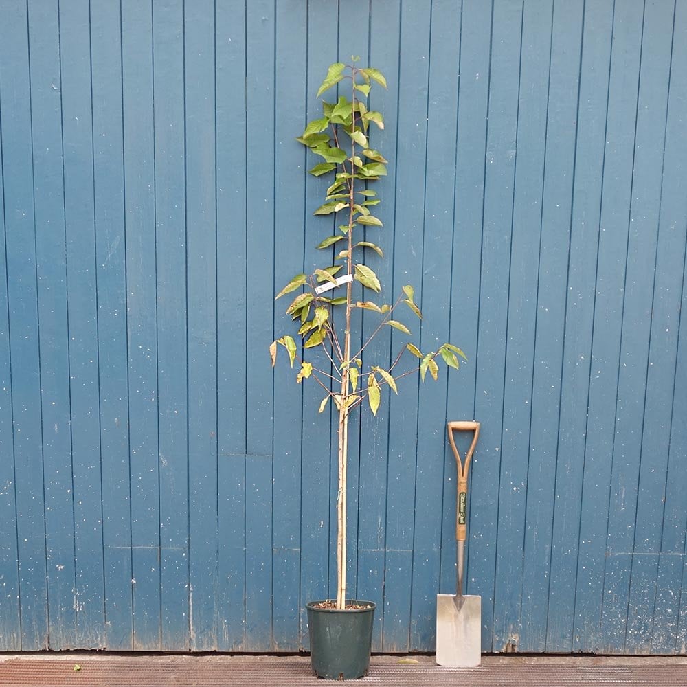 Prunus avium tree