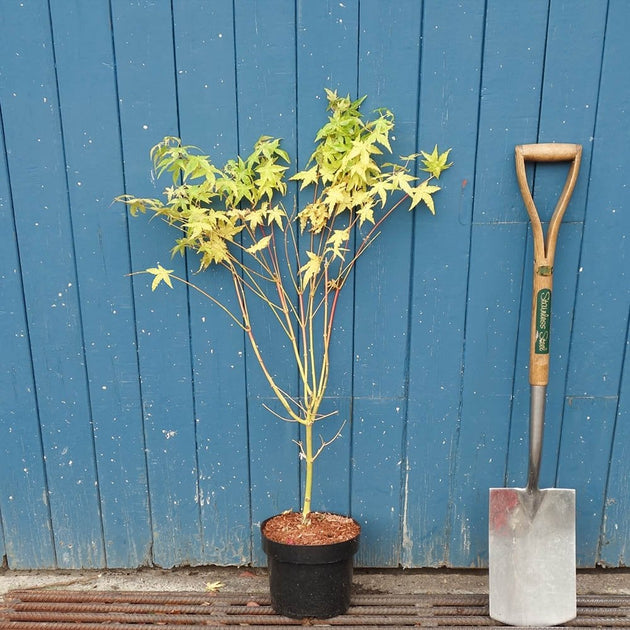 Acer palmatum 'Bi Ho' bush