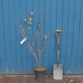 Cornus kousa 'Milky Way' tree