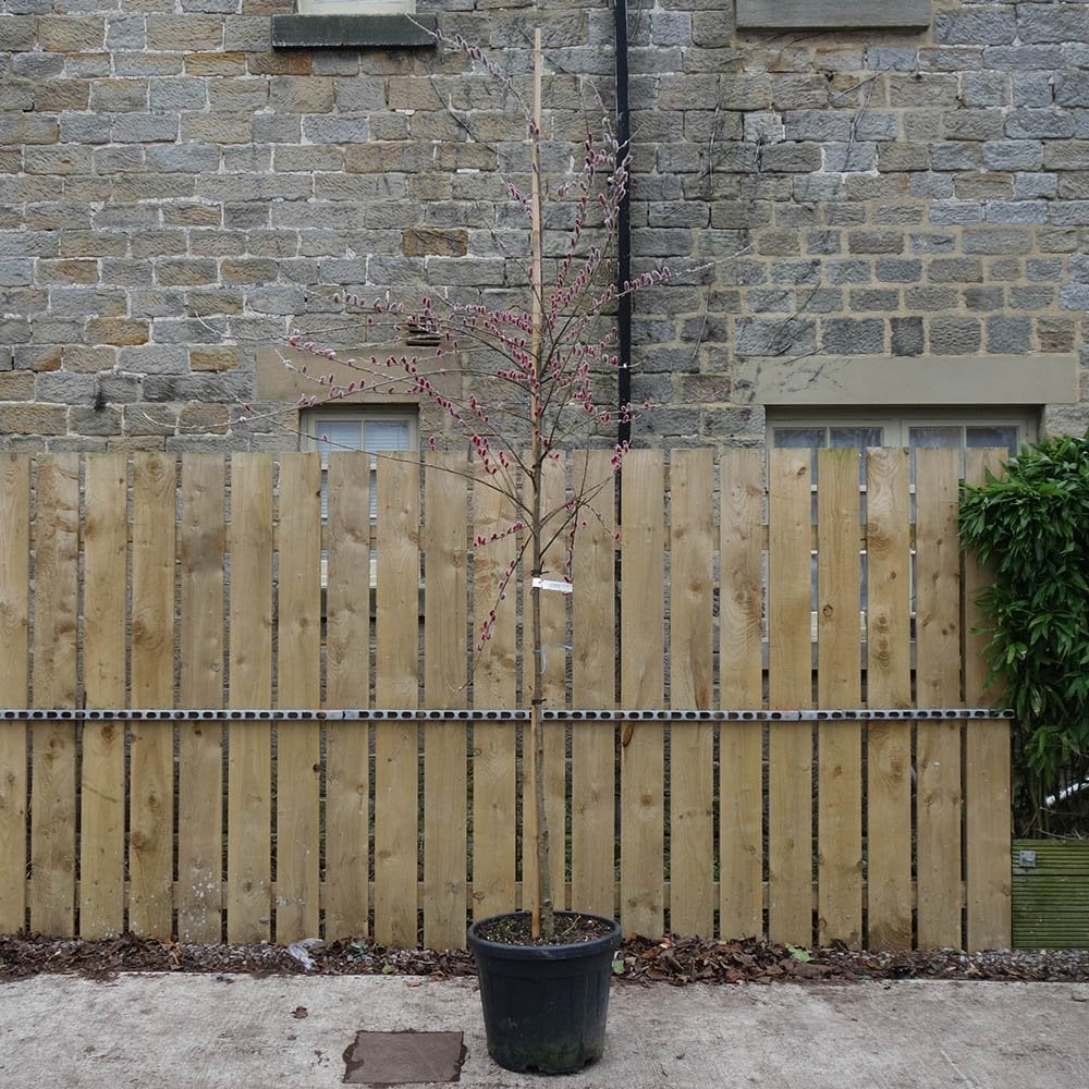 Salix gracilistyla 'Mount Aso' Tree