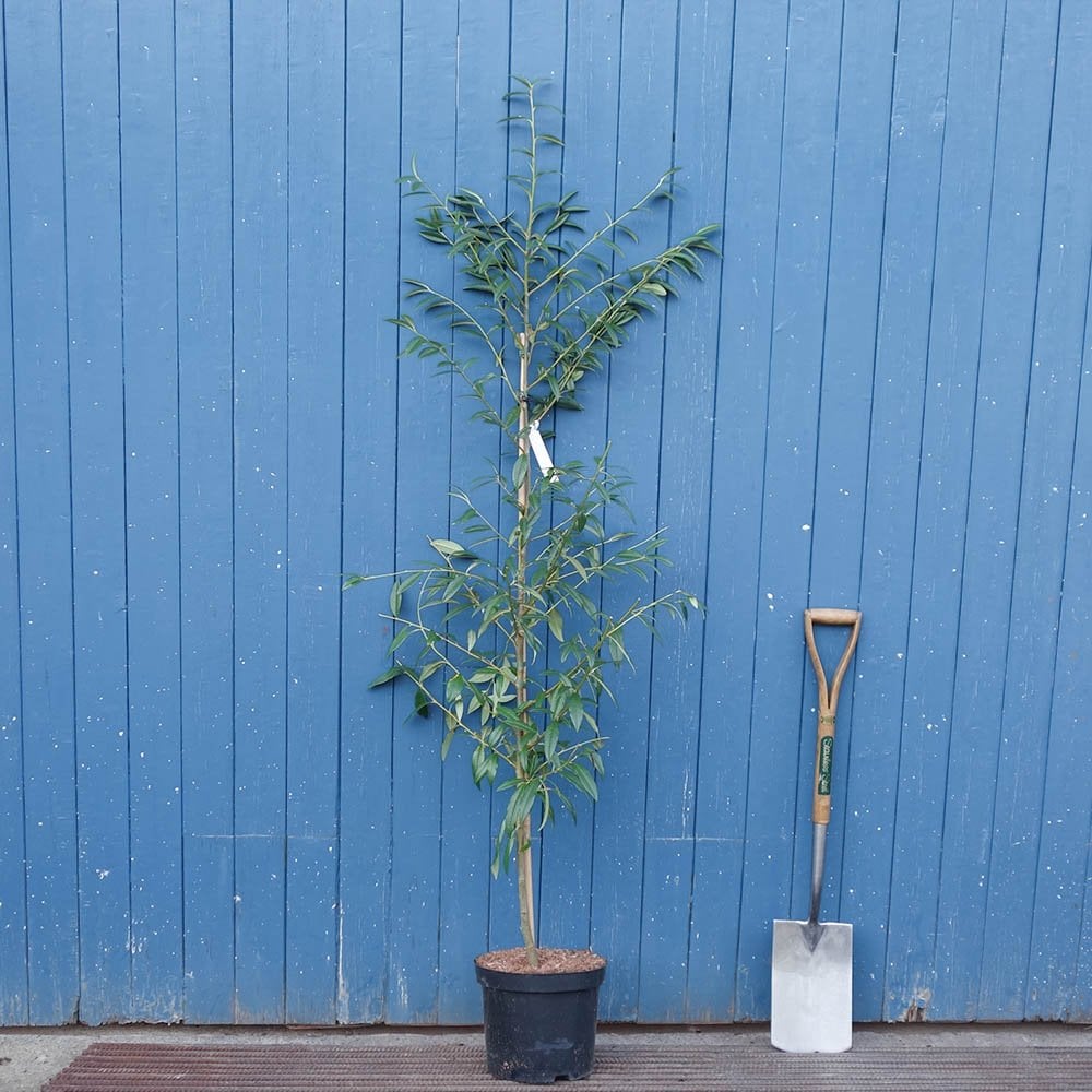 Cotoneaster 'Rothschildianus' tree