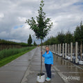 Prunus laurocerasus 'Novita' Tree