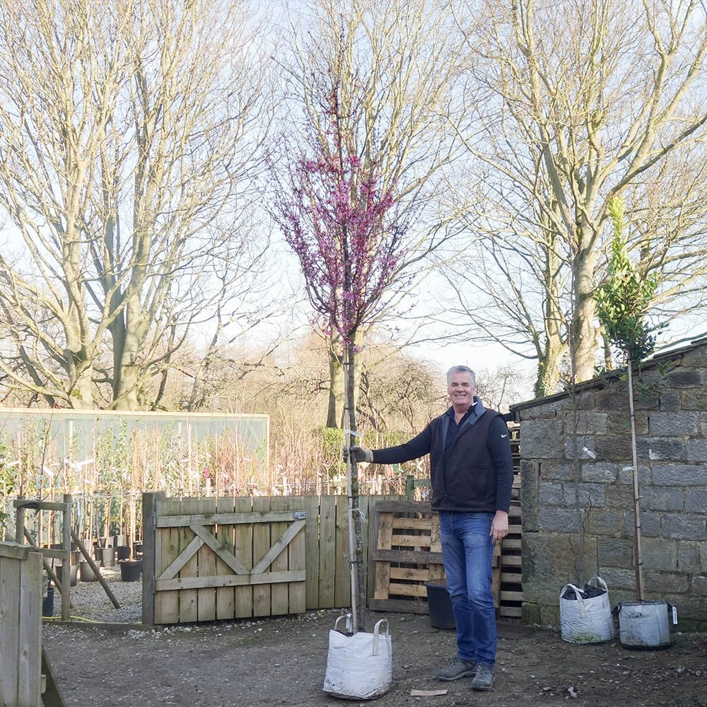 Prunus 'Okame' Tree