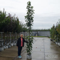 Prunus 'Amanogawa' mature Japanese Cherry tree