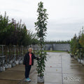 Prunus 'Amanogawa' mature Japanese Cherry tree