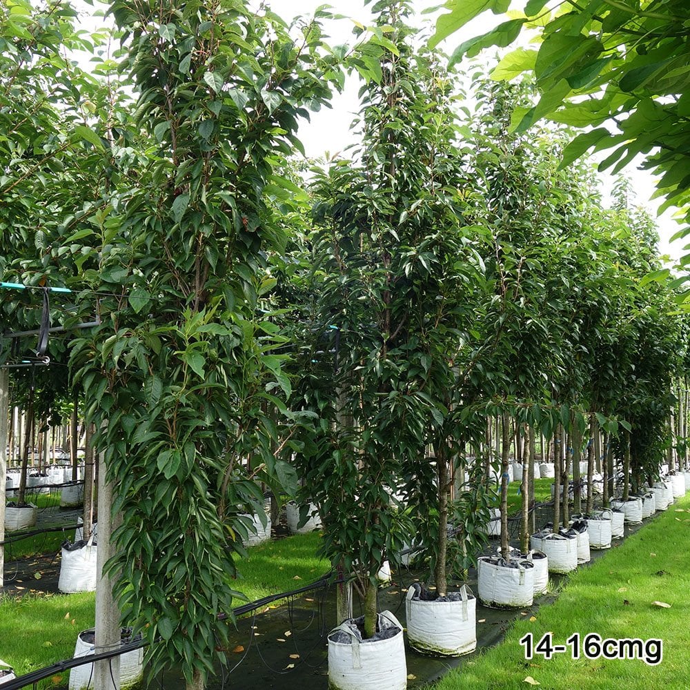 Prunus 'Amanogawa' mature cherry blossom trees in row