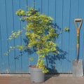 Acer palmatum 'Katsura' Japanese Maple bush in pot