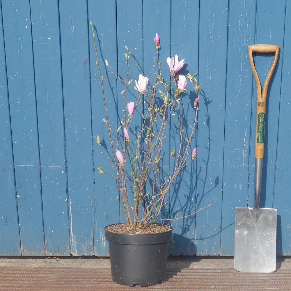 Magnolia 'George Henry Kern' shrub