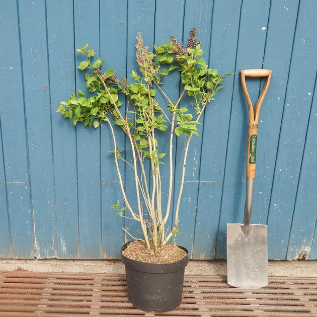 Syringa vulgaris 'Michel Buchner'